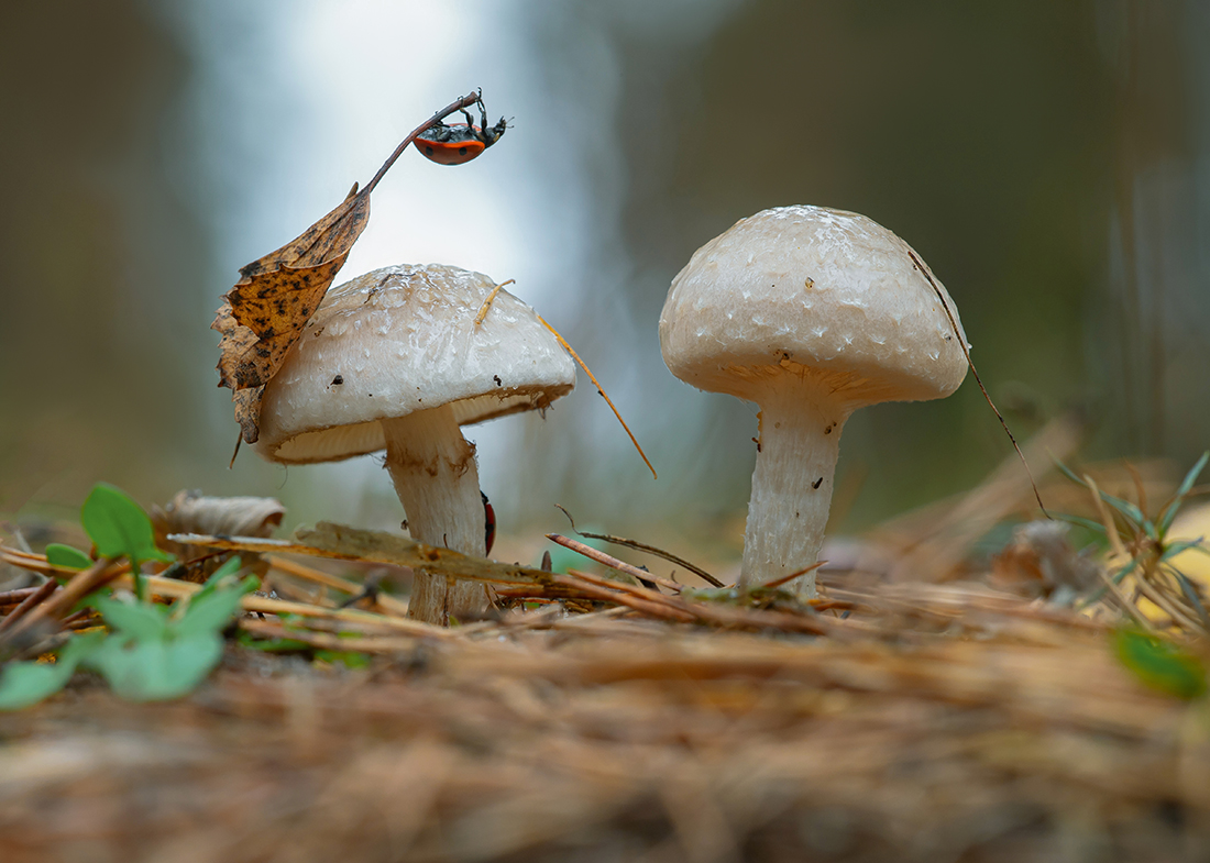 Тёплый ноябрь