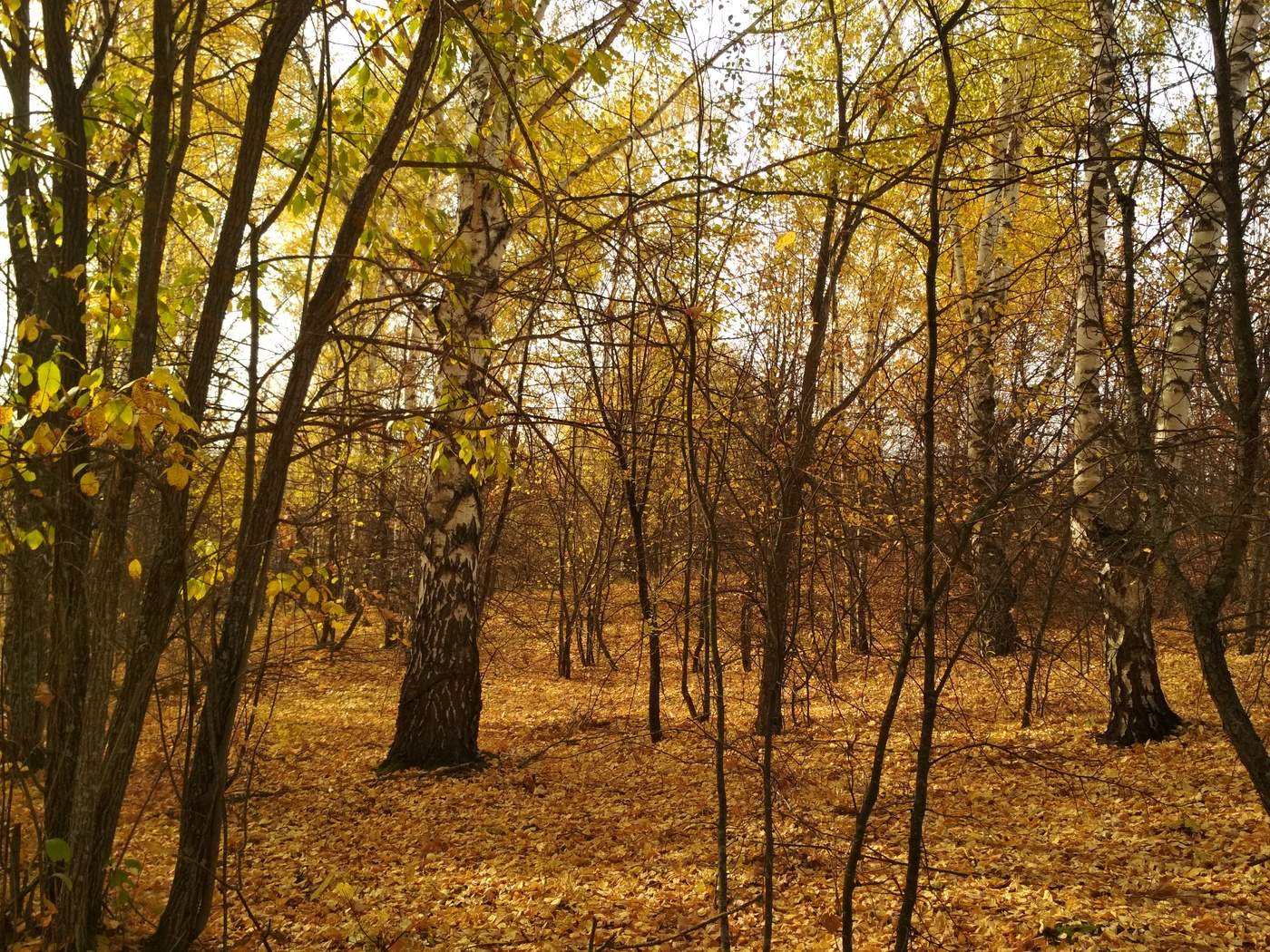 тёплое золото октября