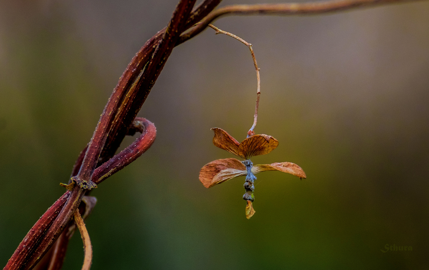 Хмель осенью.