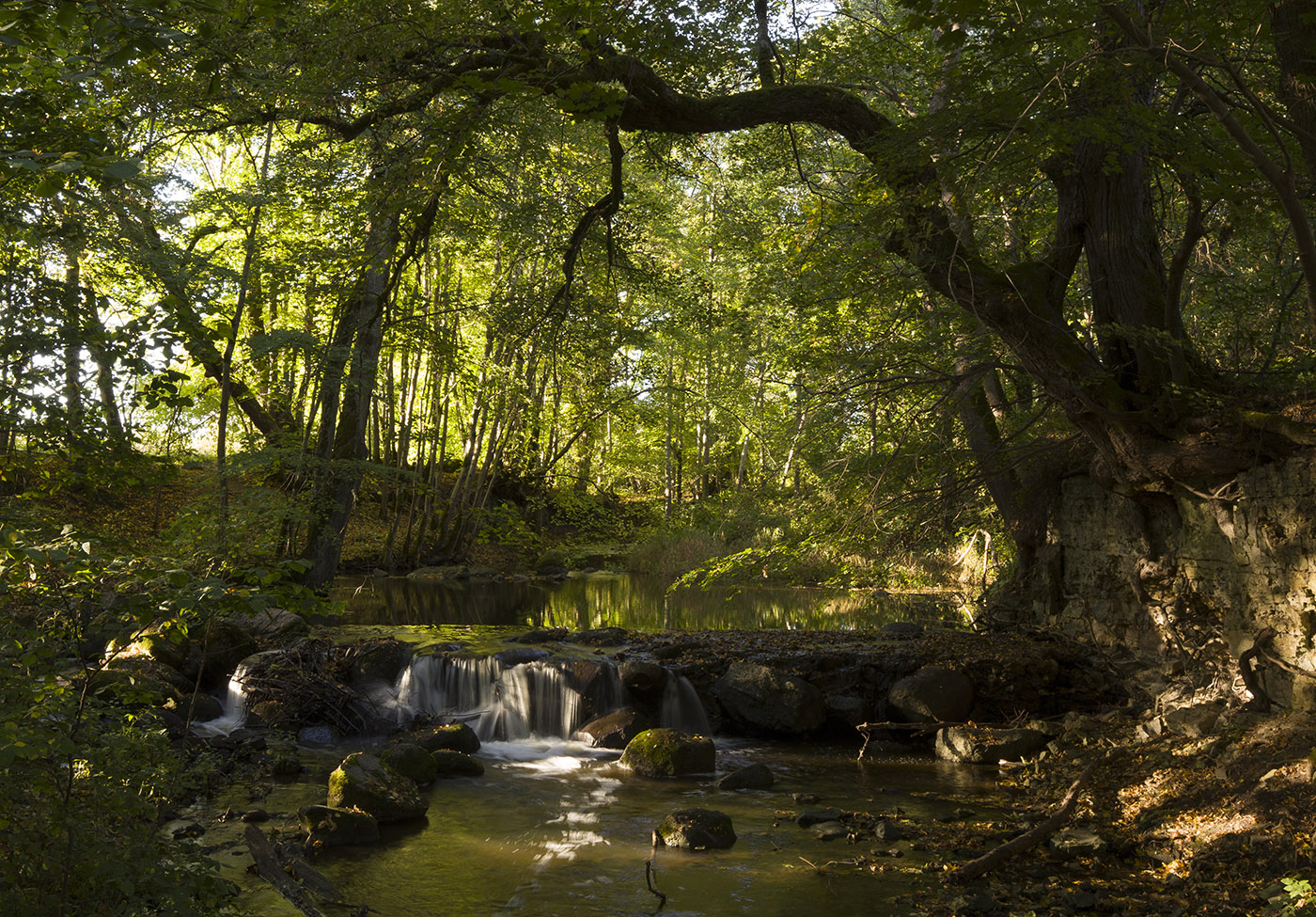 Под сенью крон