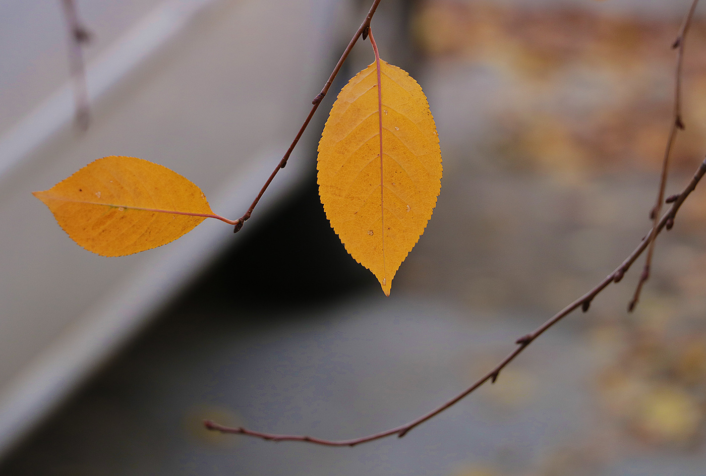 Осенний этюд 3