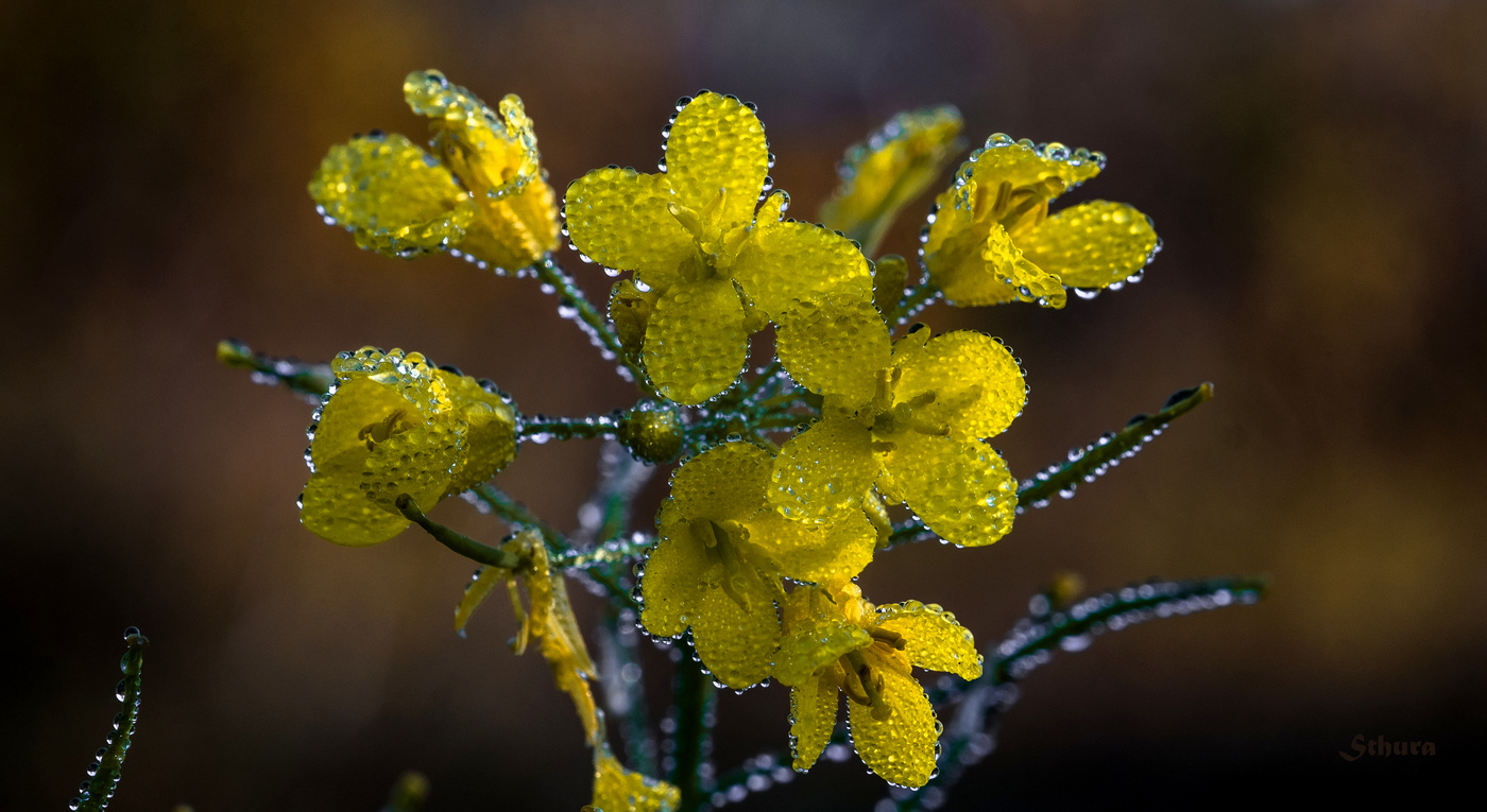 В бусинках росы.