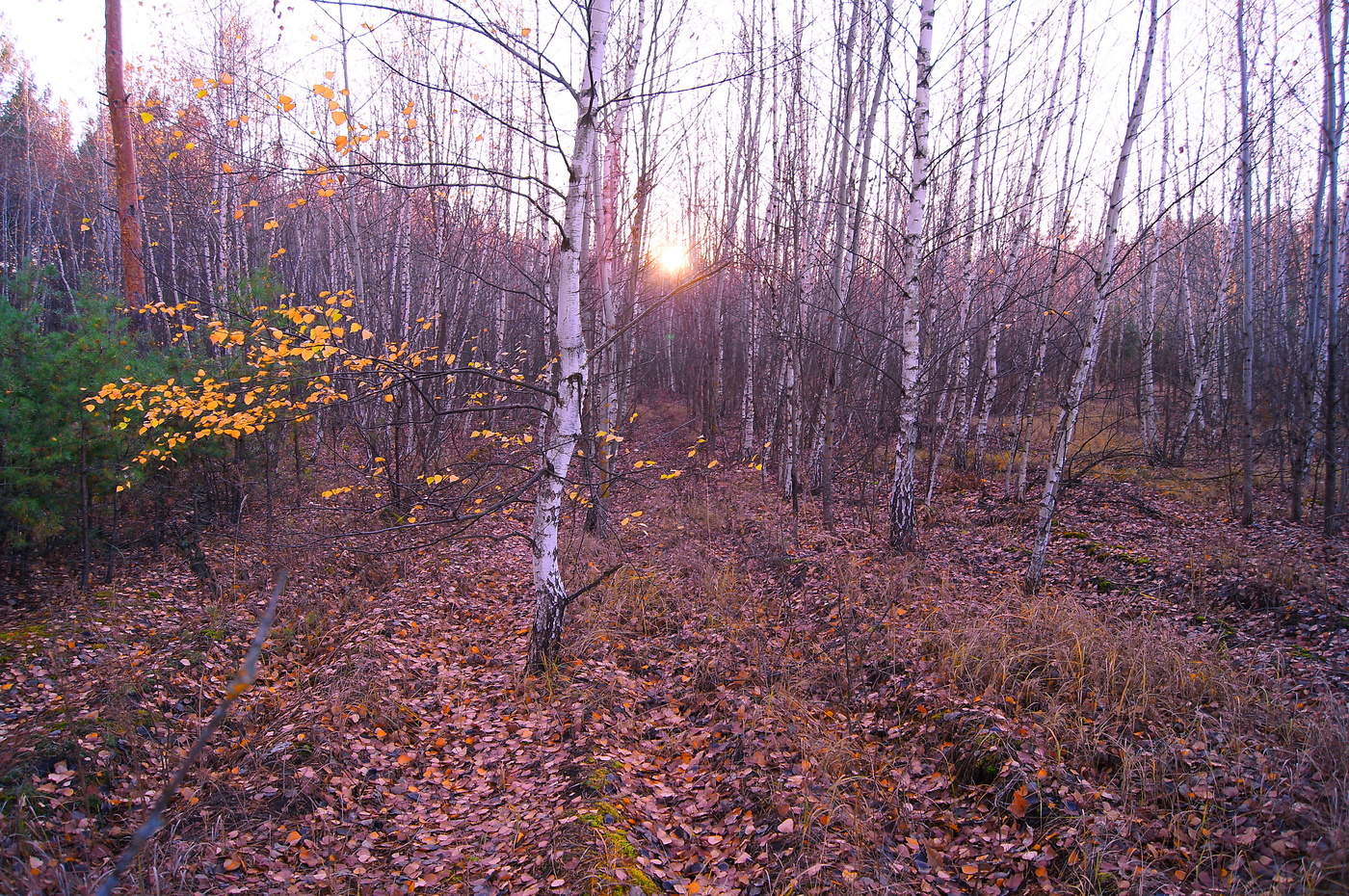 Вечерний ноябрь