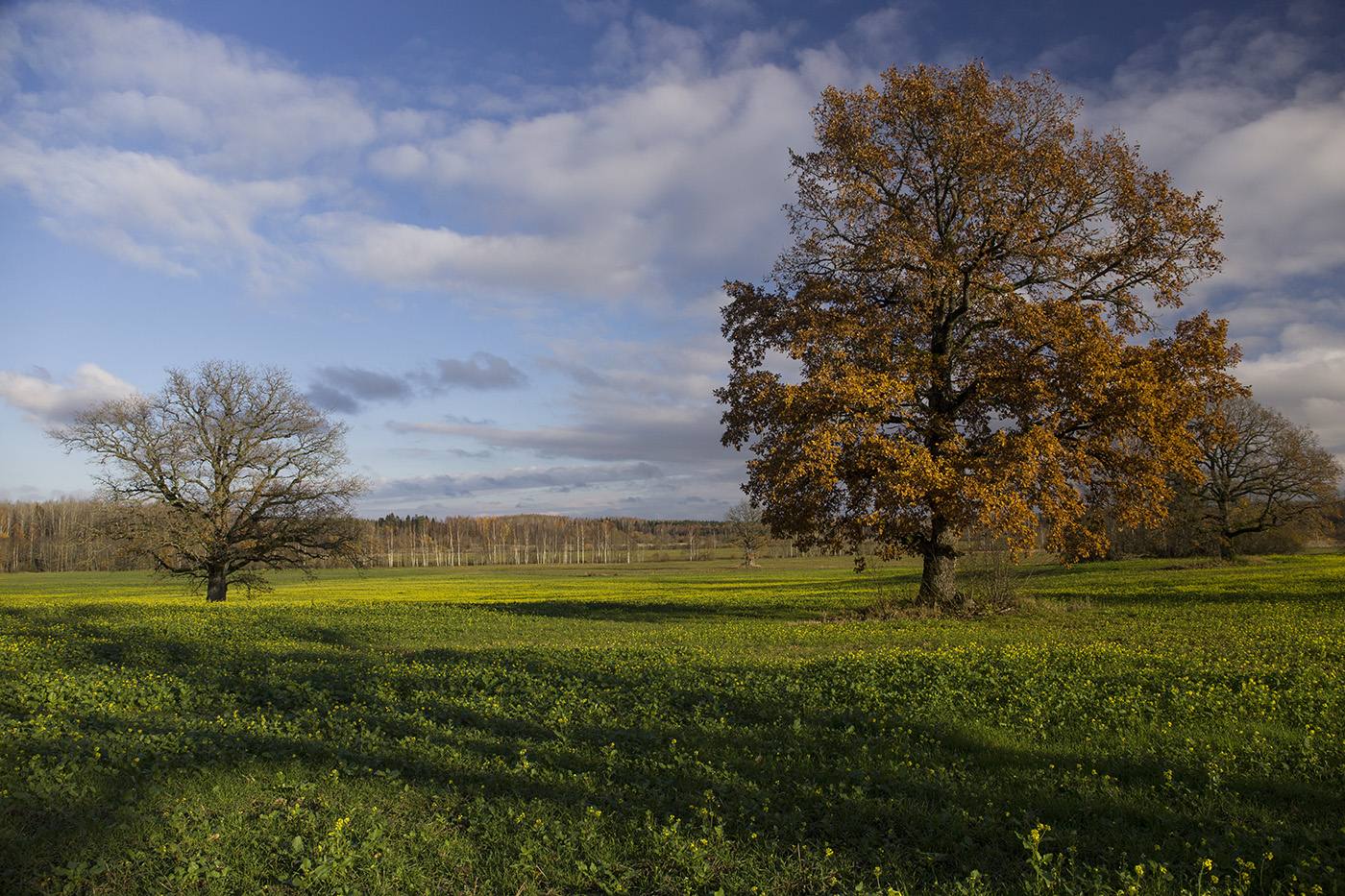 Цветущий ноябрь