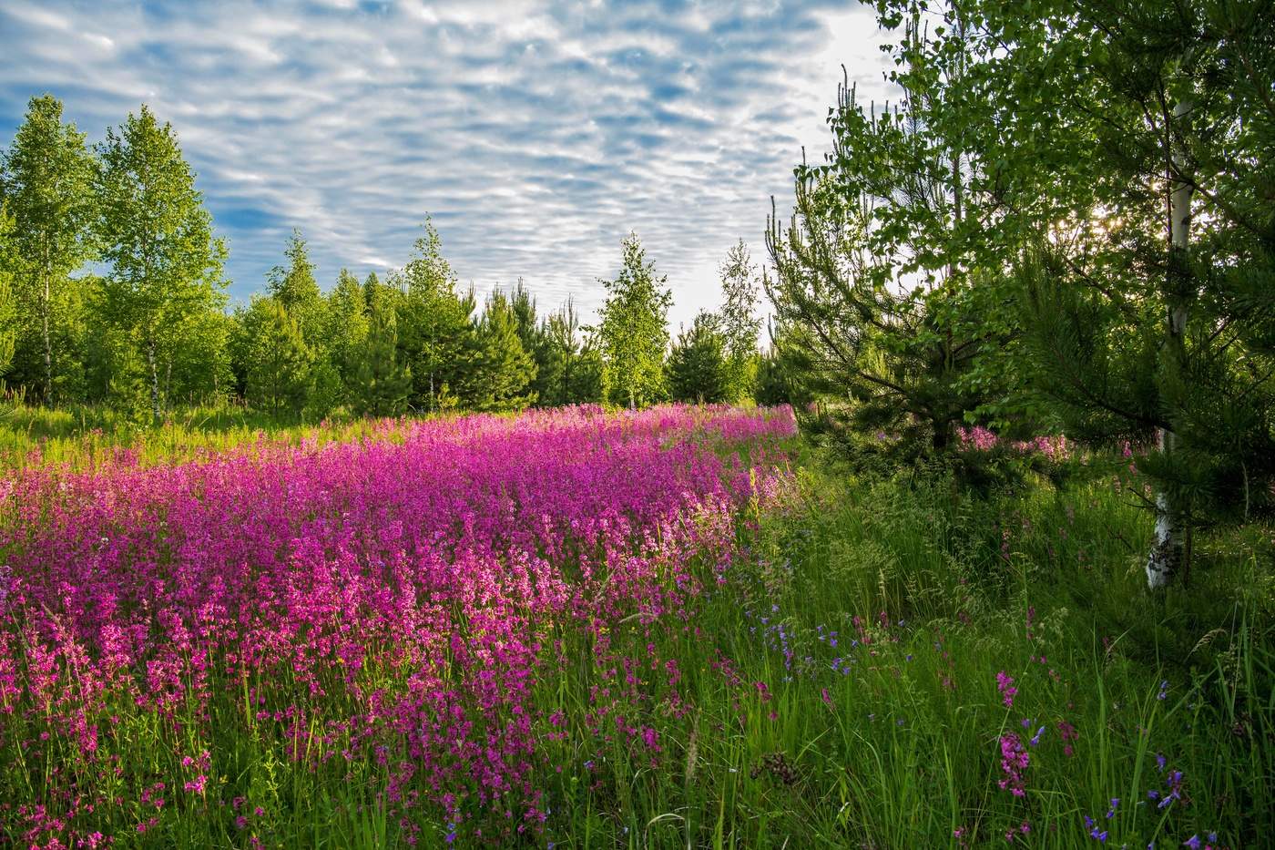 Цветущая смолка