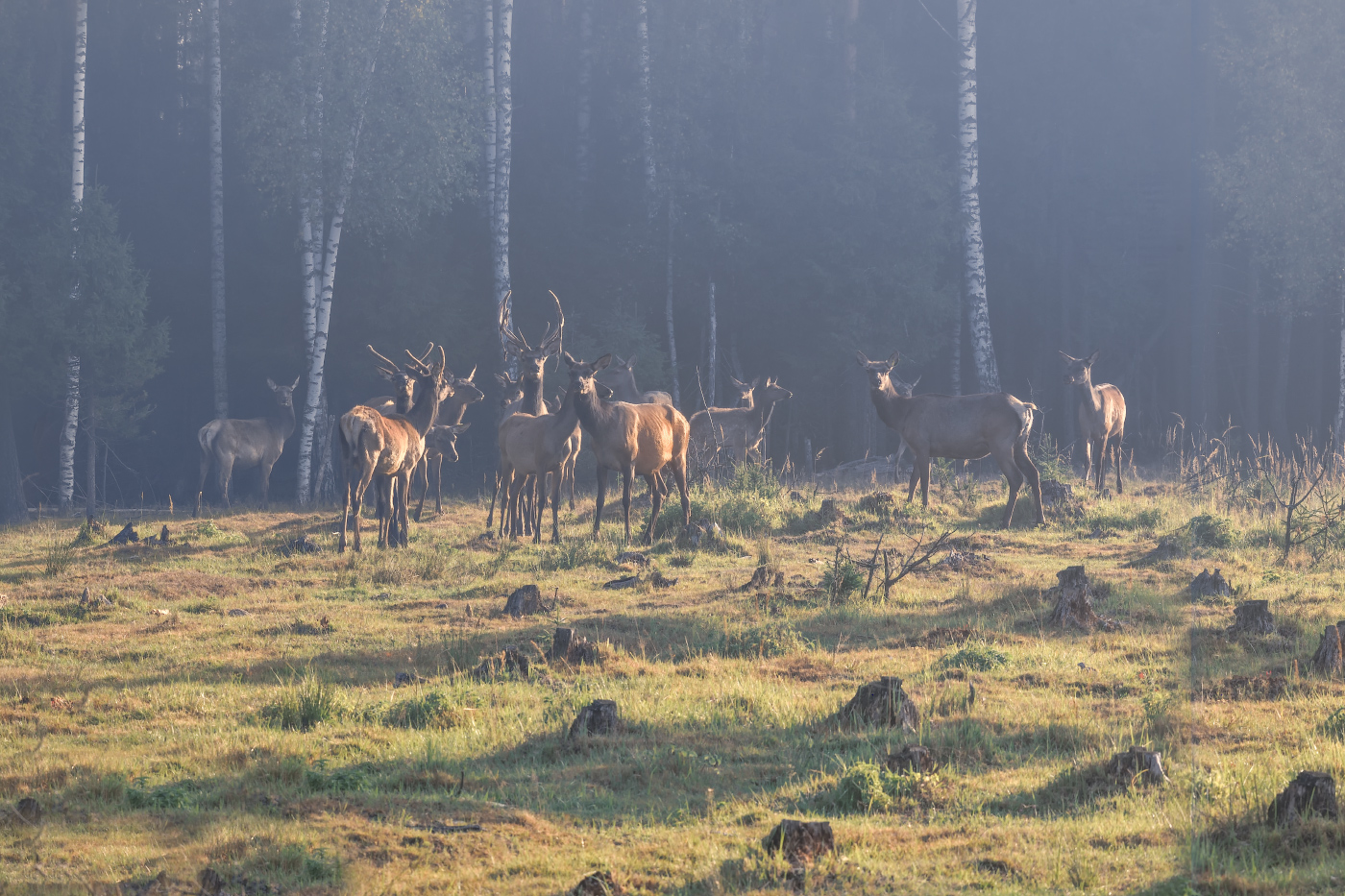 в утреннем тумане