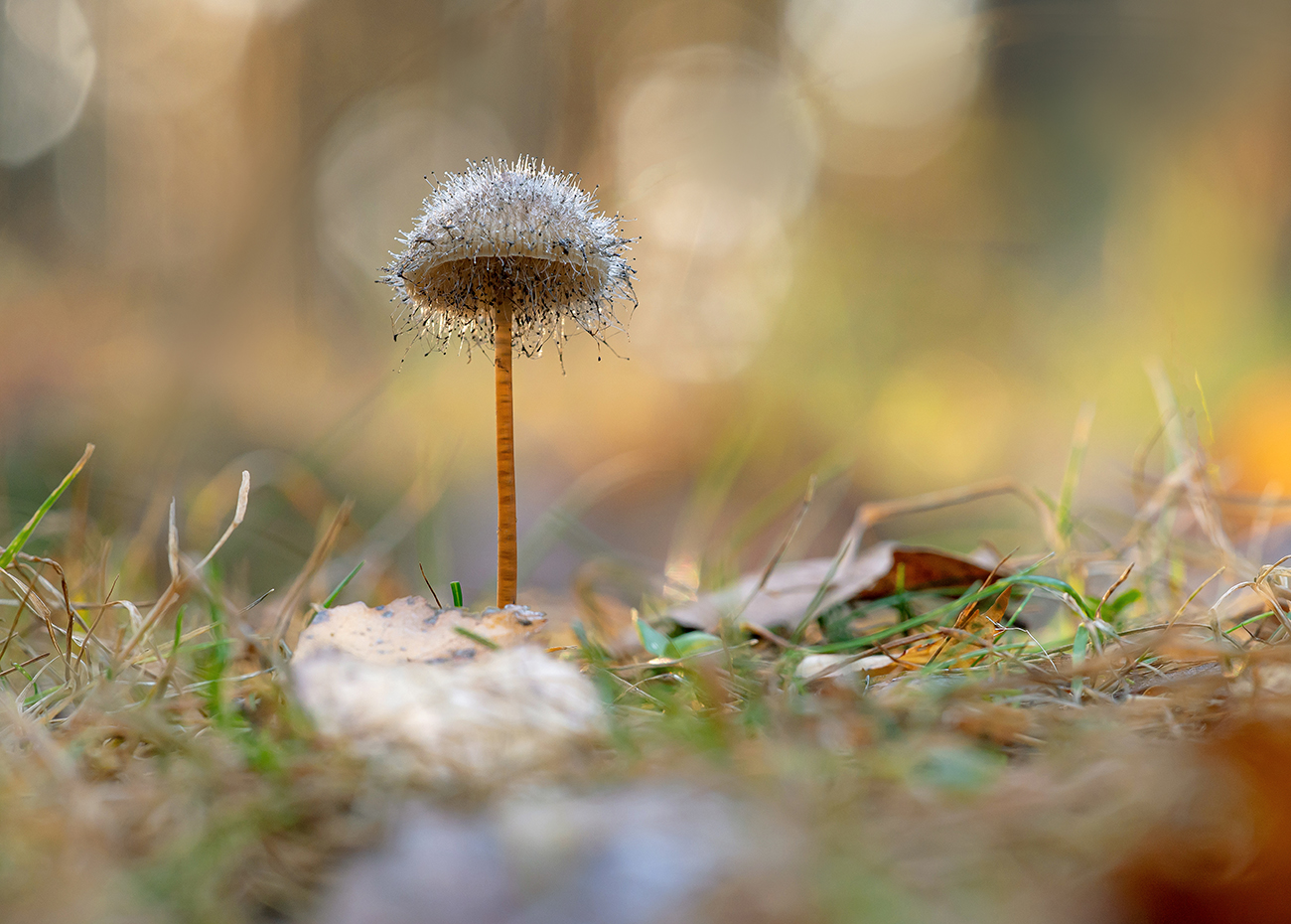 Мохнатый гриб