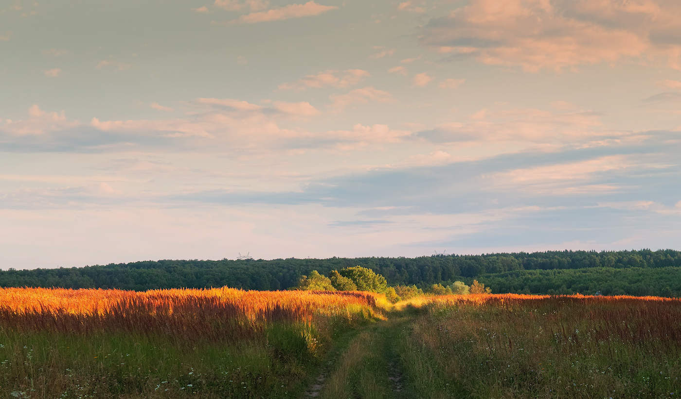 В лесную даль