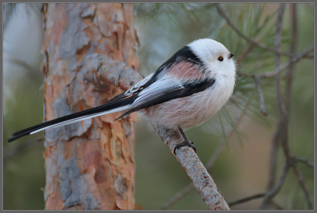 Хвостатый непоседа