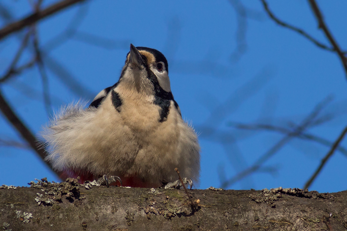 распушился ))