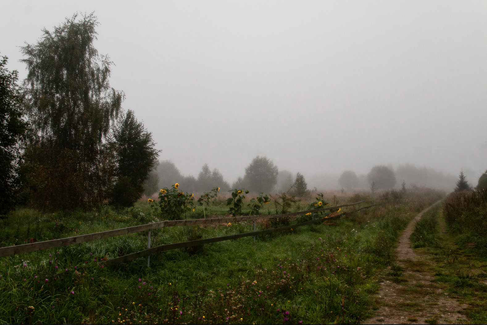 подсолнухи