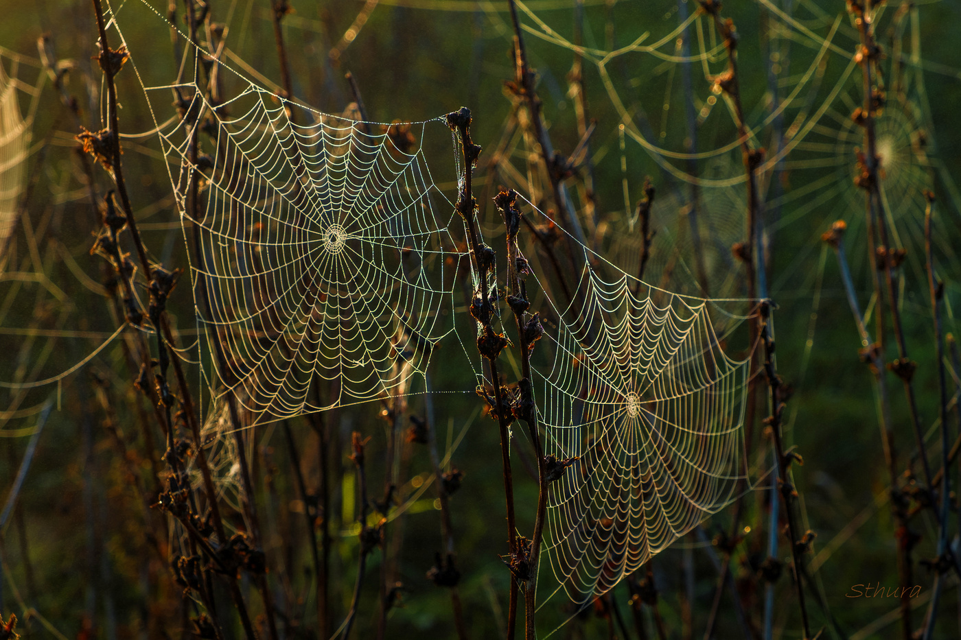 Флаги паука.