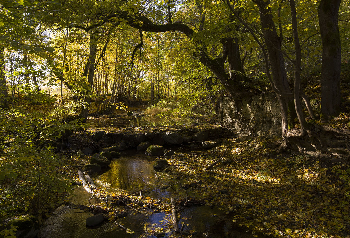 Осень под кронами