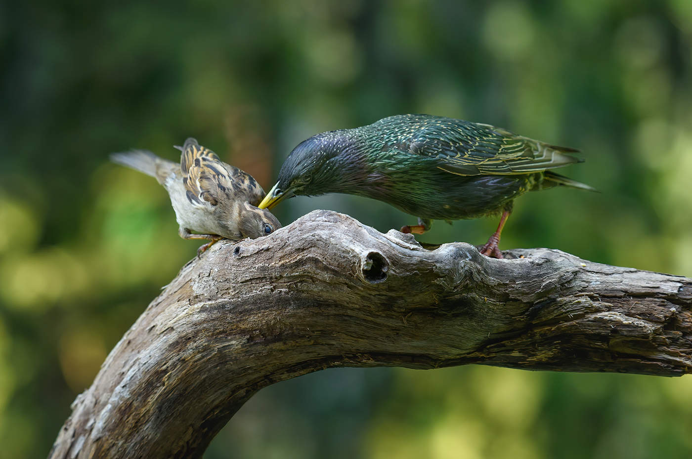 Forest School: Subordination lesson