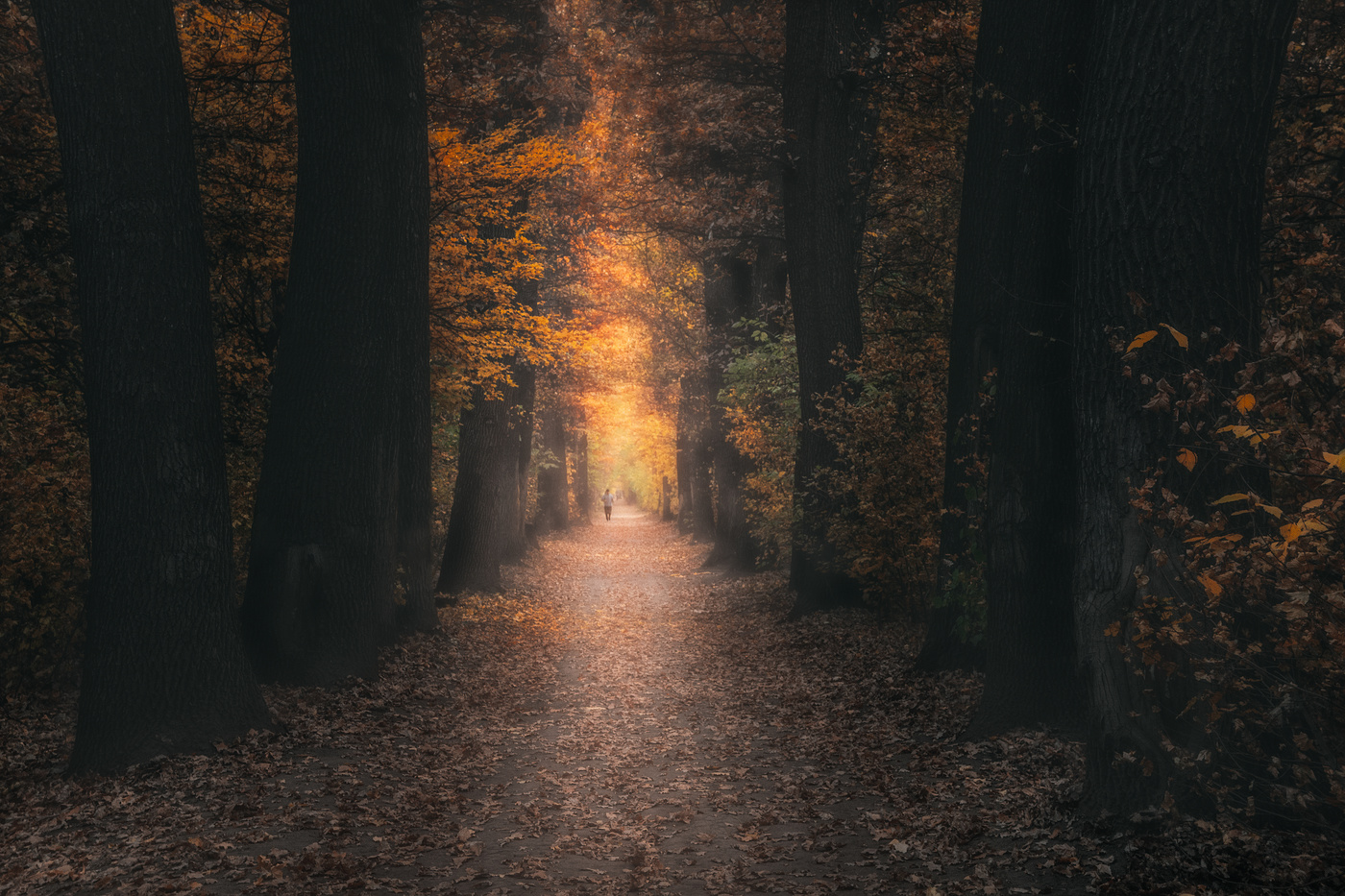 А дубы-колдуны тихо шепчут в тумане...