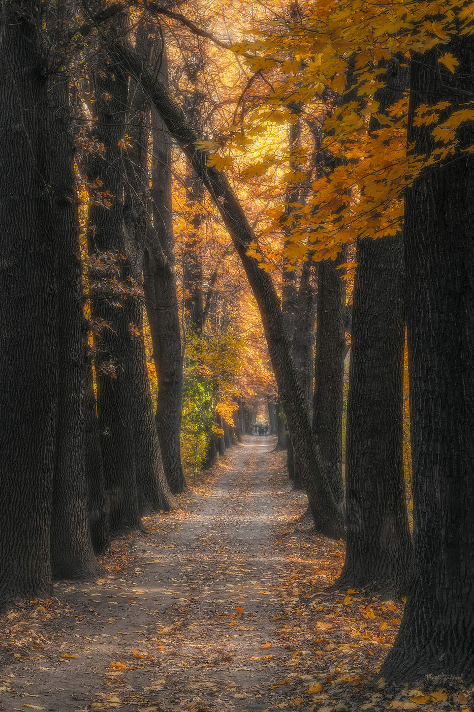 Уже и золотом редеют в аллее тихой великаны...