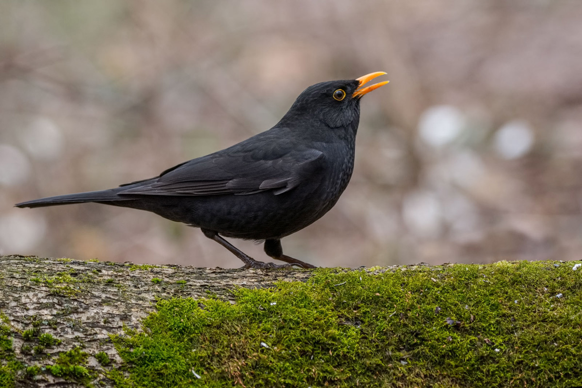 Чёрный дрозд.