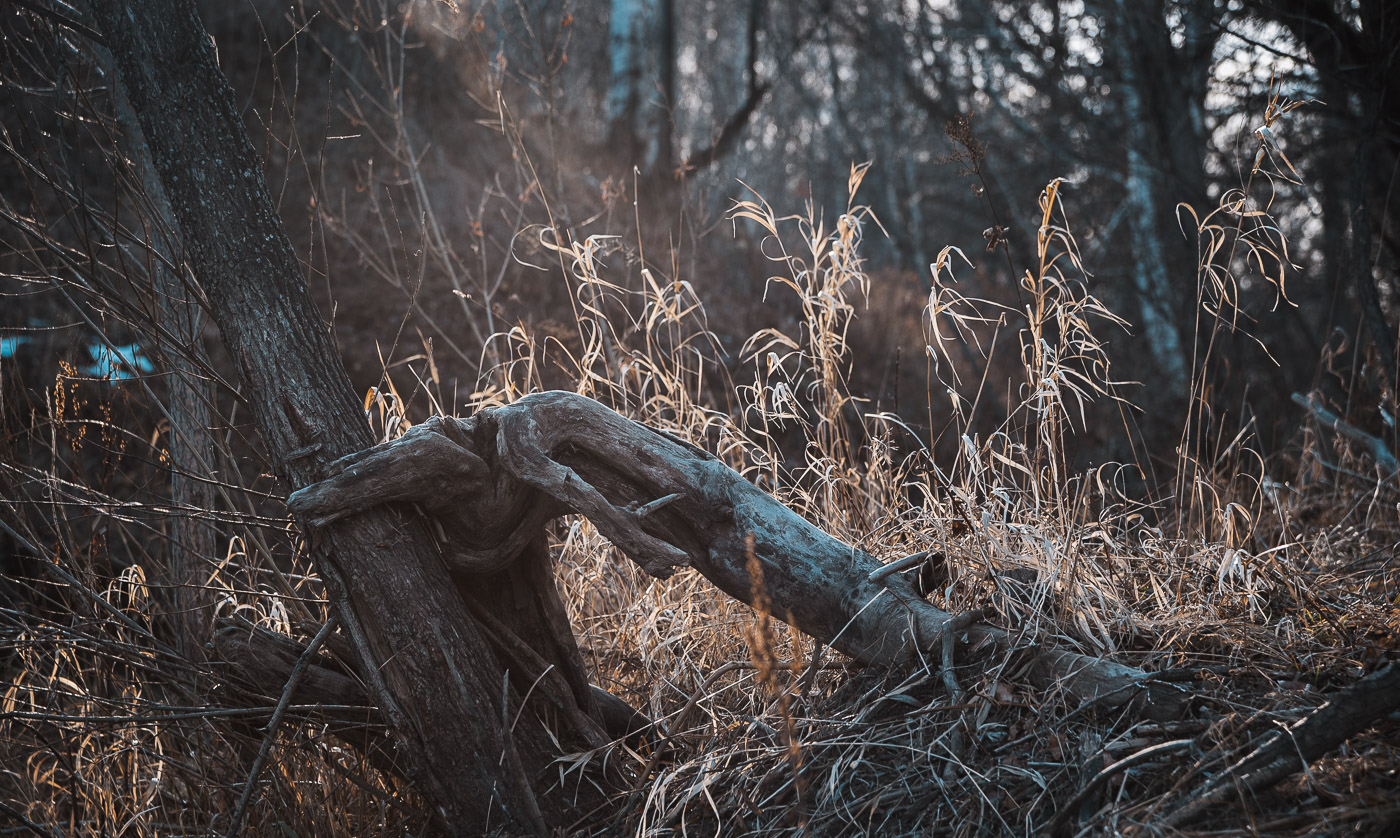 В тёмно-синем лесу...