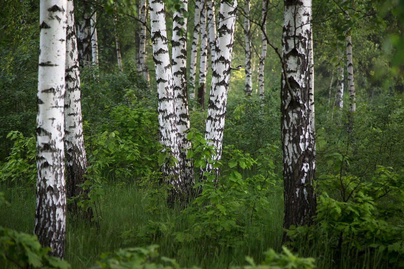 Вспоминая лето