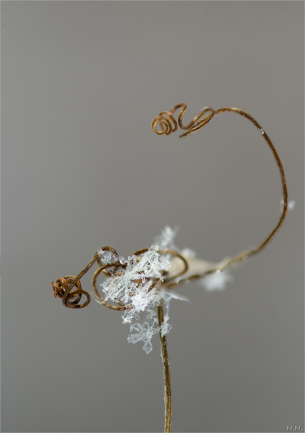 Мышинный горошек