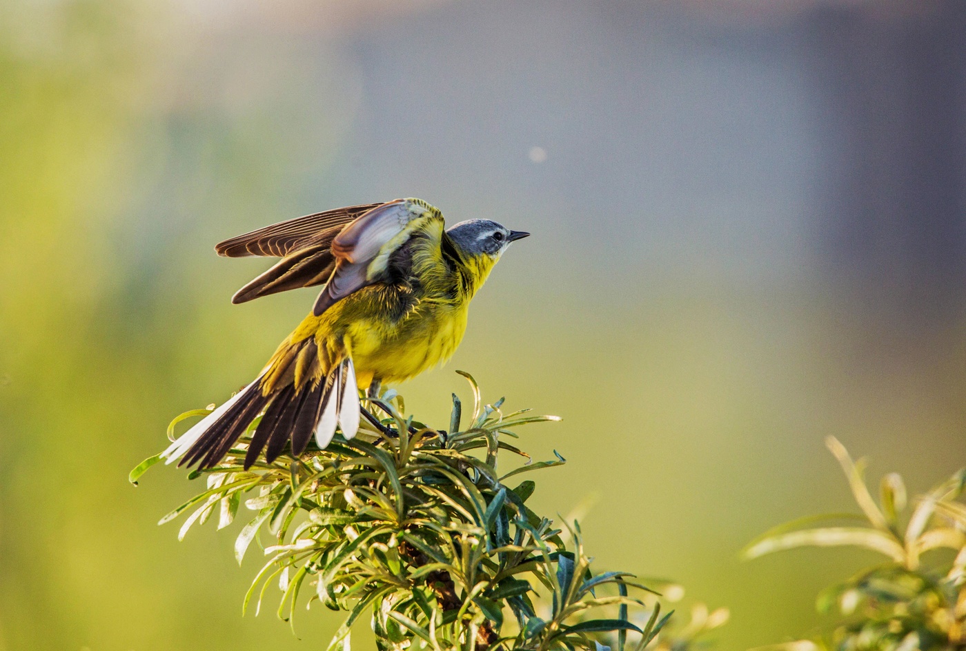 желтая трясогузка