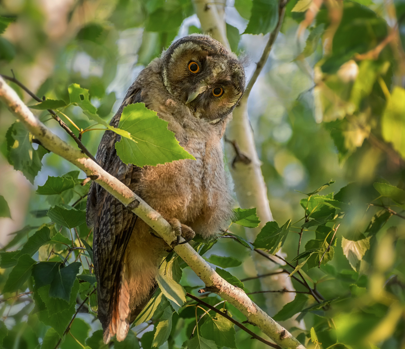 любопытный..