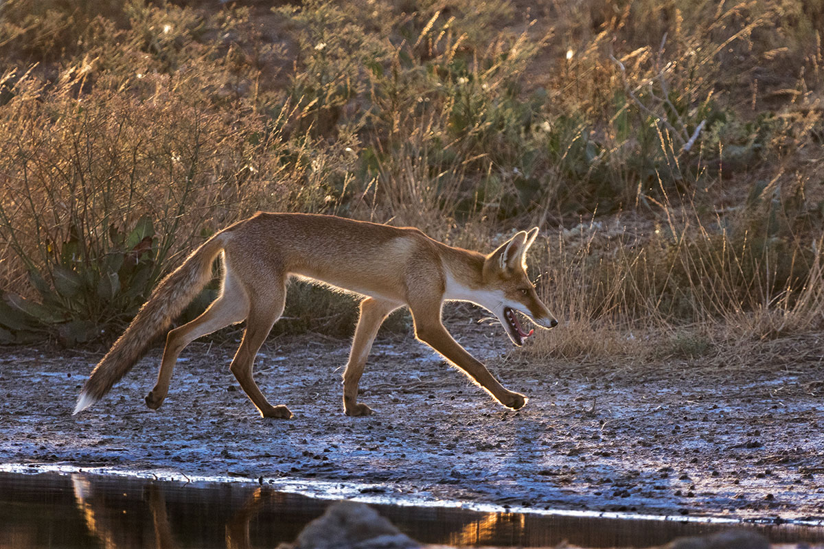 Ноги кормят