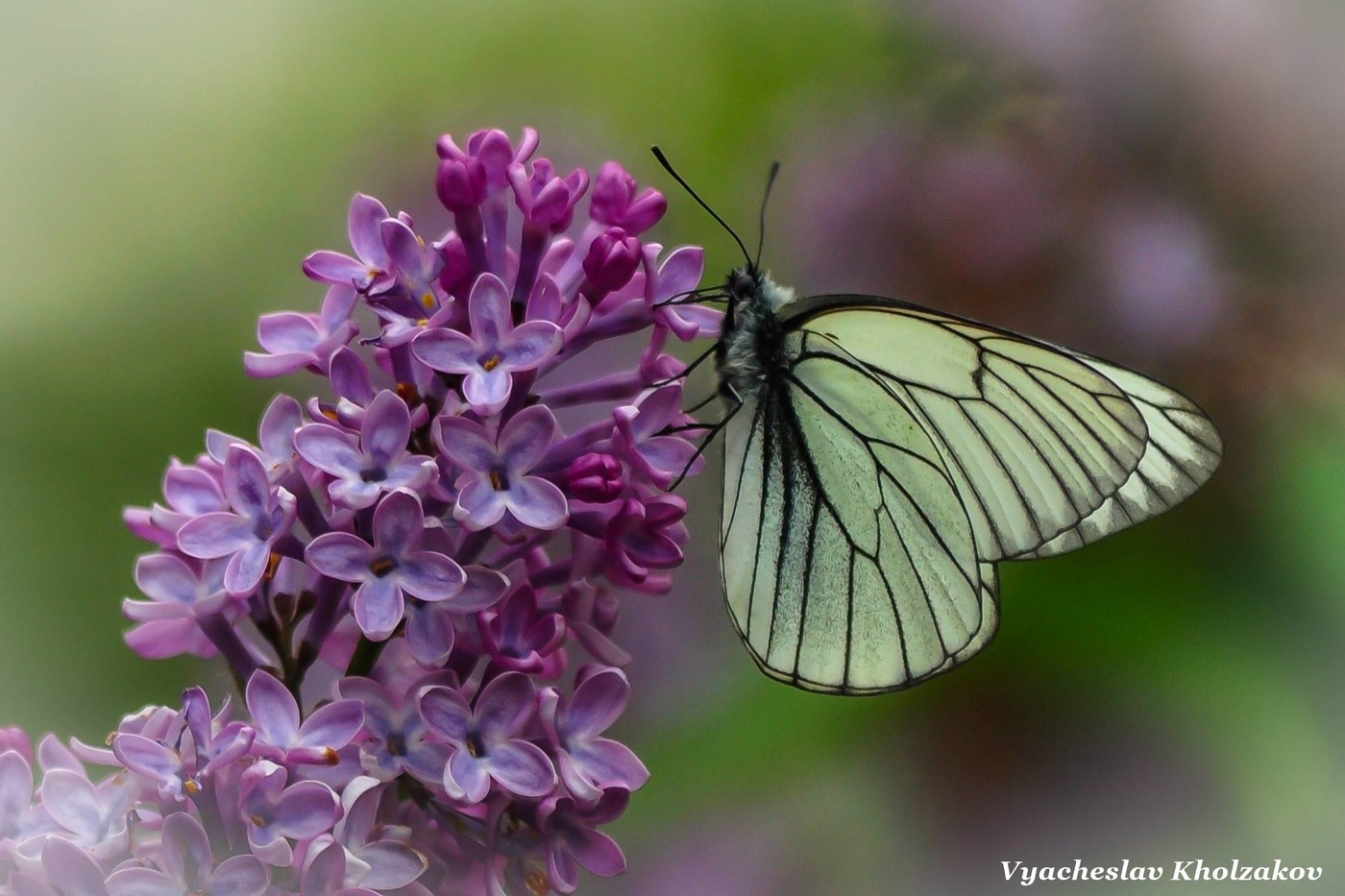 Бабочка на сиреневых цветах