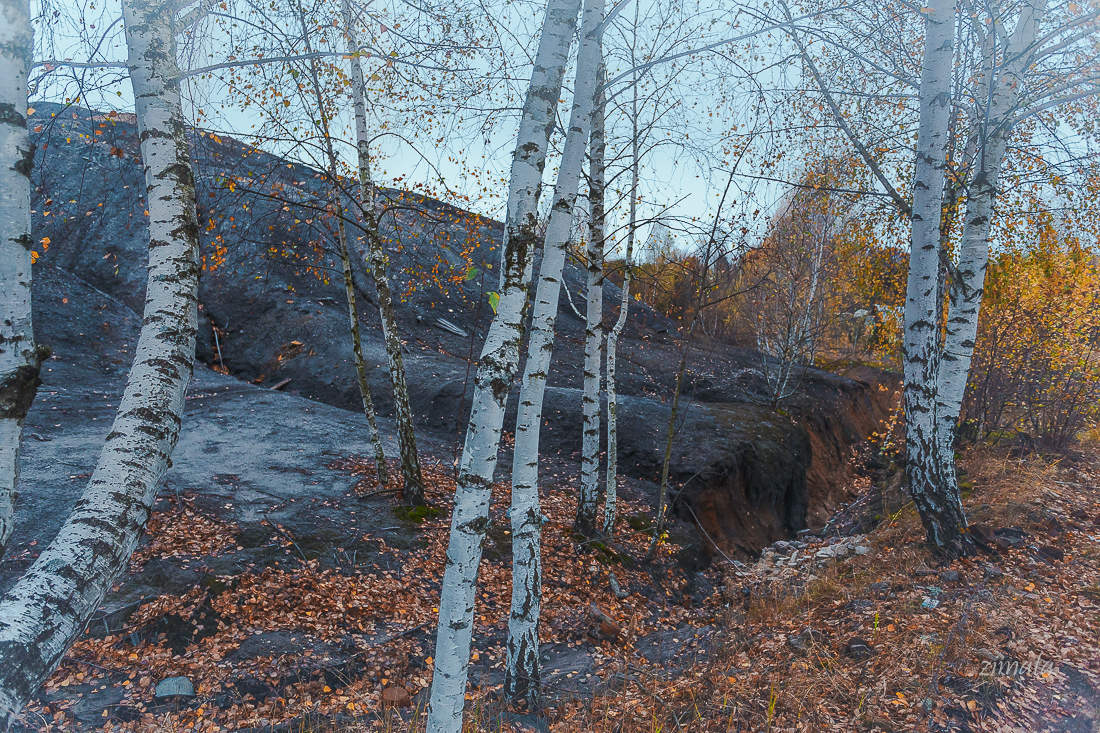 заросший террикон