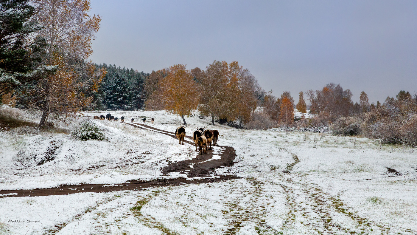 Осенний выпас