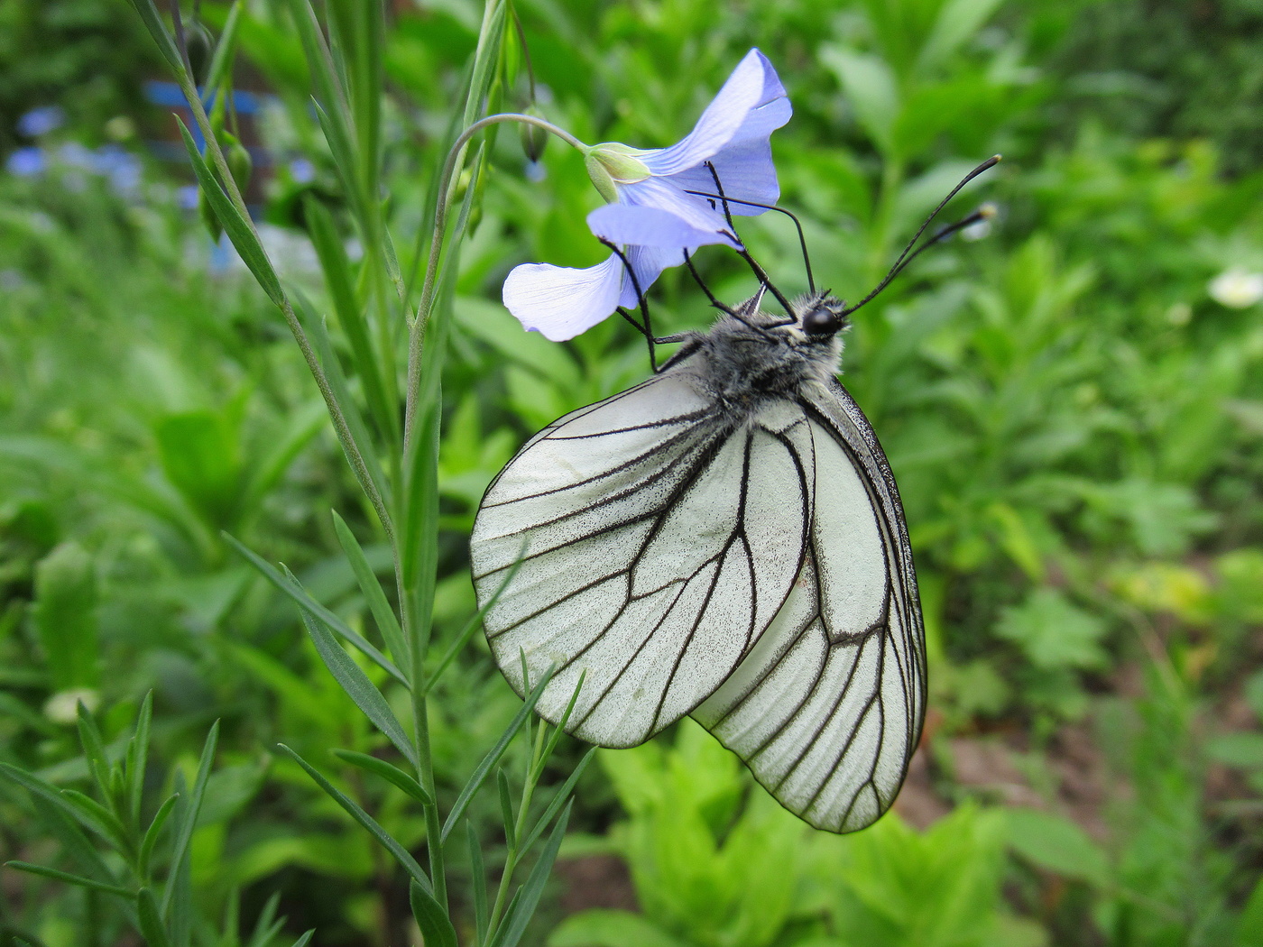 Лён бабочку пленил!