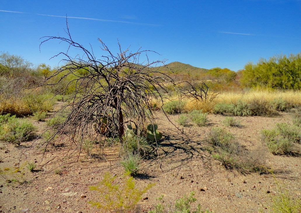 дерево... такое...