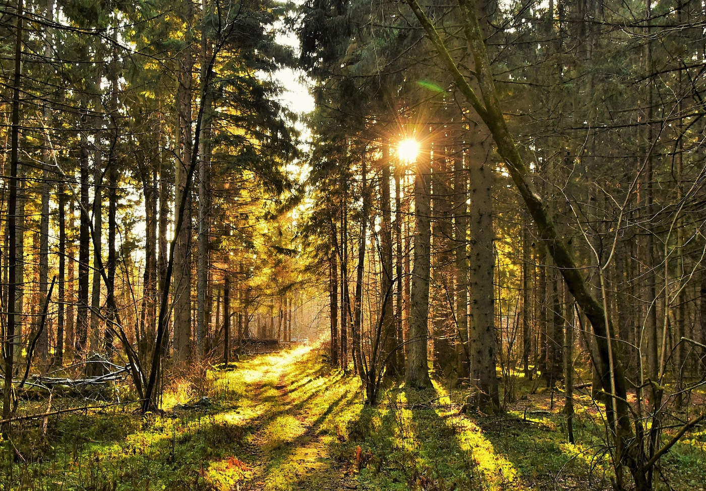 "Ноябрь... влюбленный в леса тишину ..."