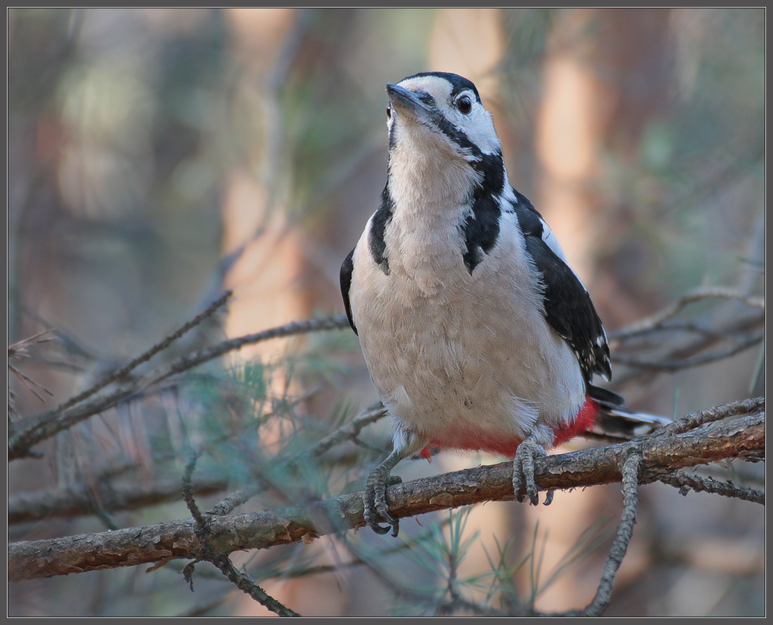 Победитель