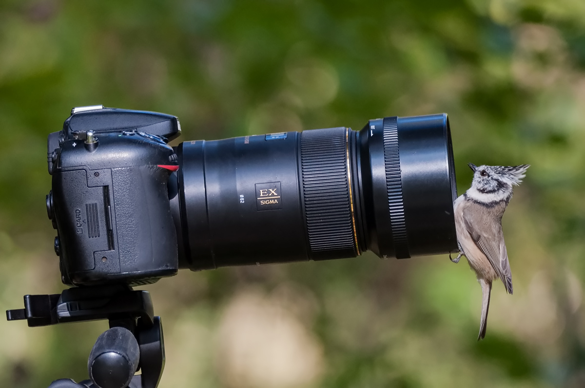 Дупло. Хорошее!