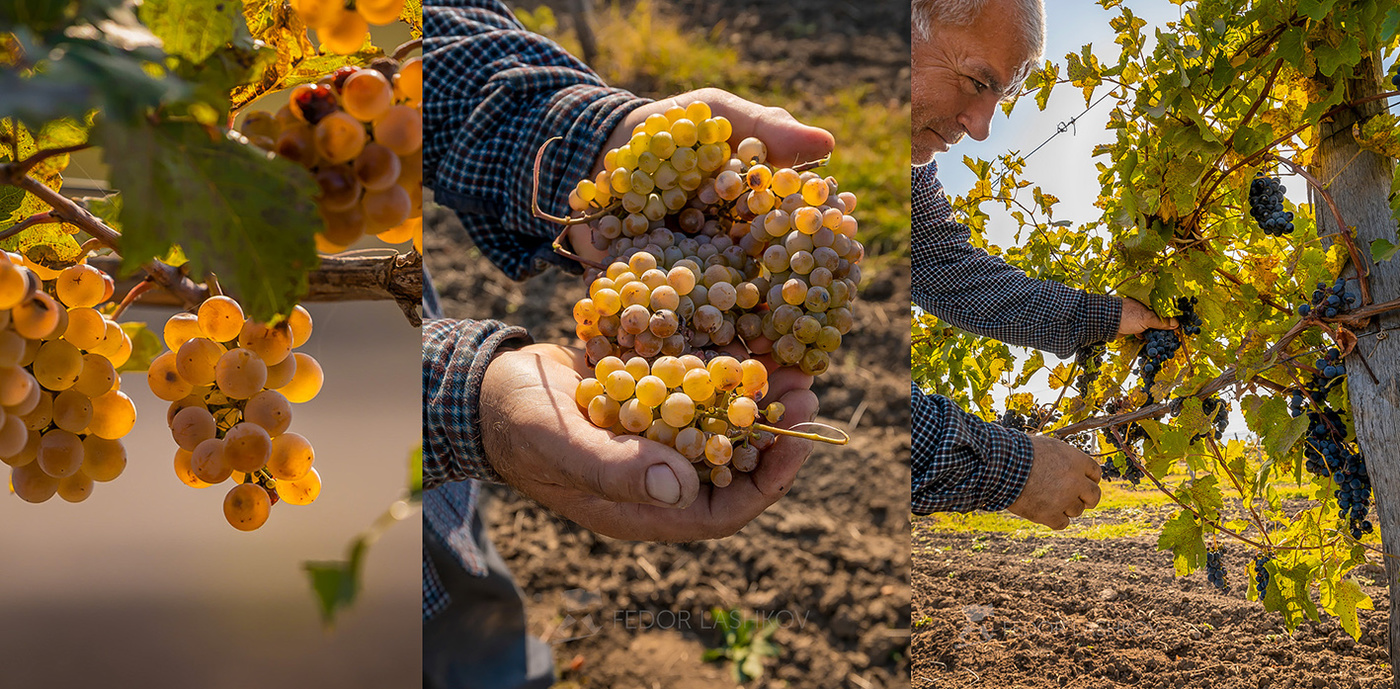 Уборка винограда