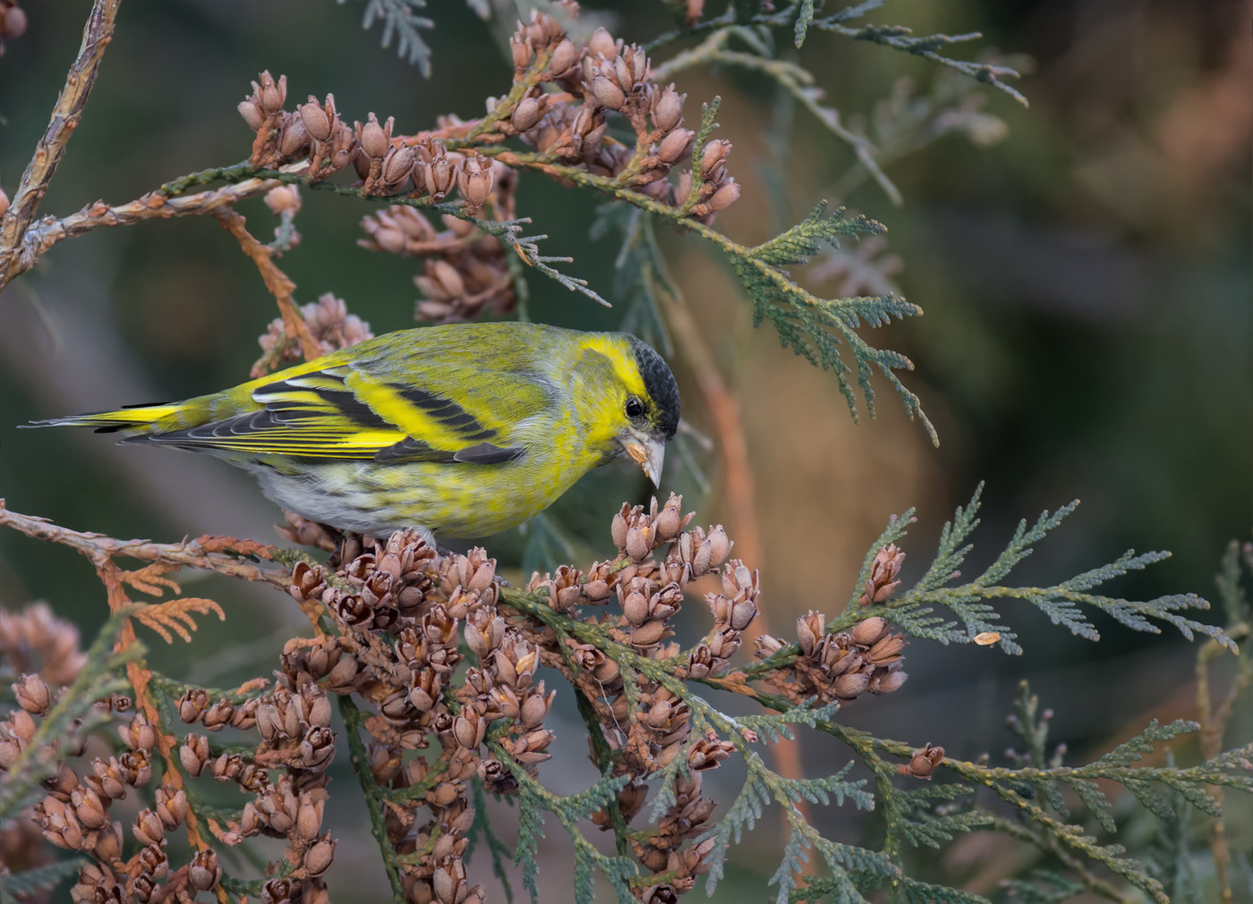 чижик.. (самец)