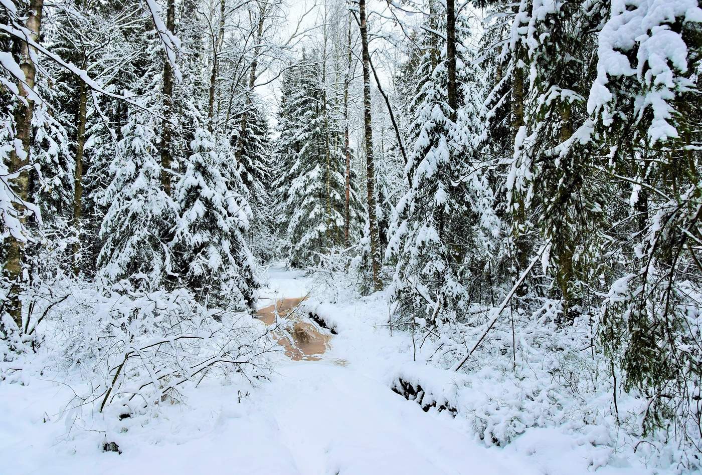 Январь в ноябре ...
