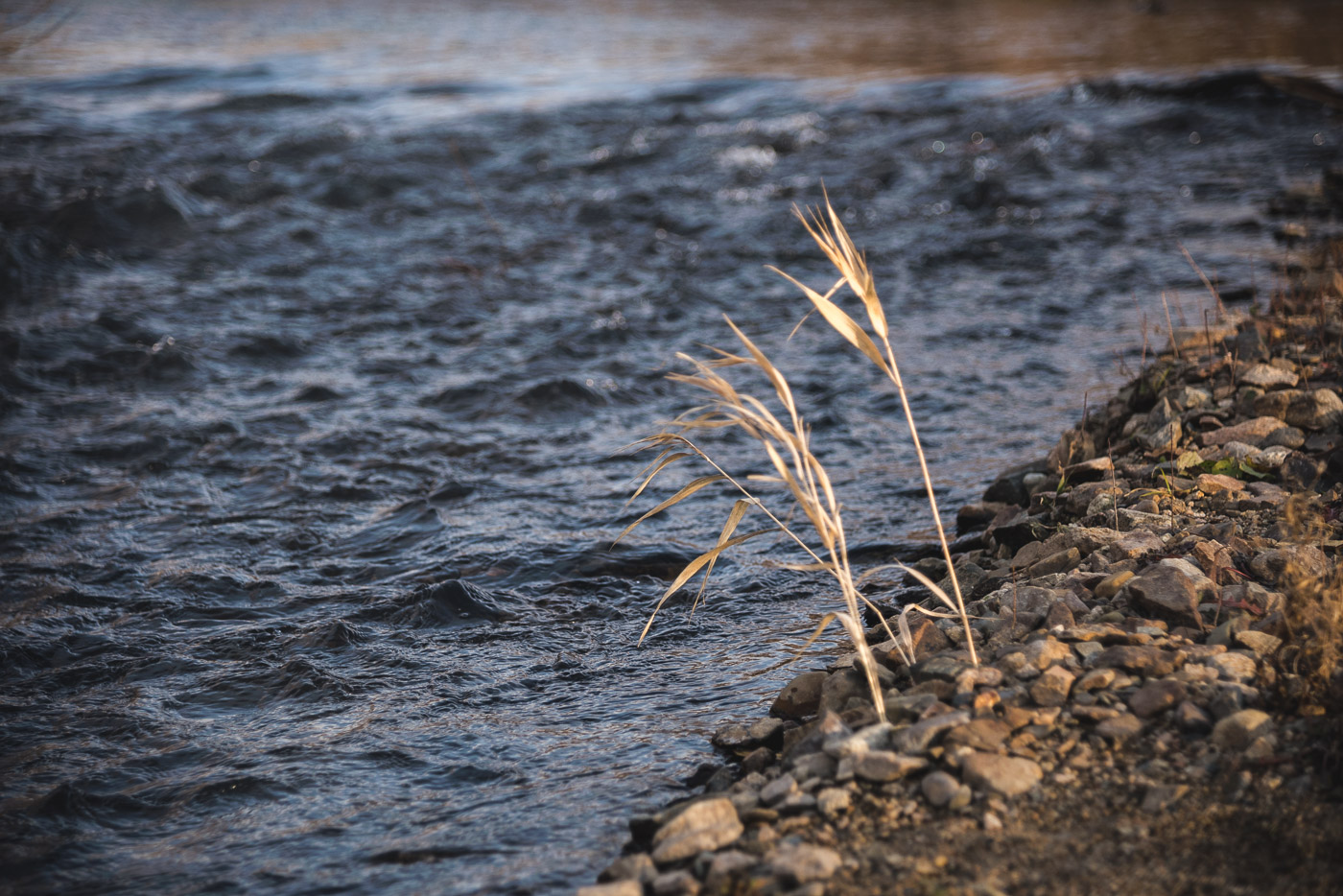 Травинка на ветру качается…