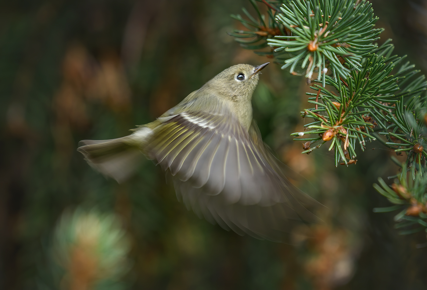 Ruby-crowned Kinglet (fall migration)