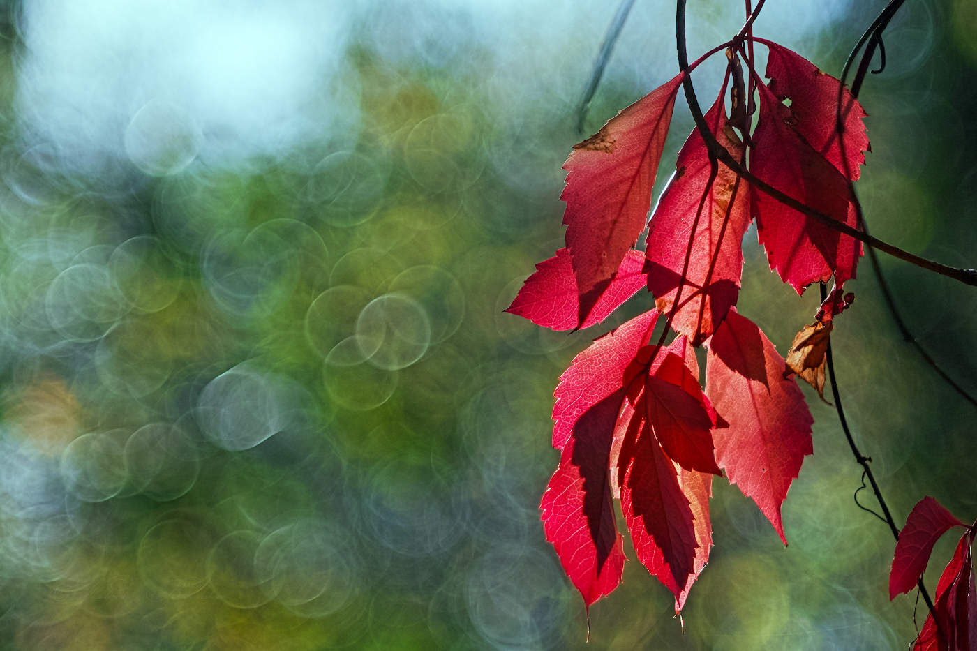 Красное на зелёном