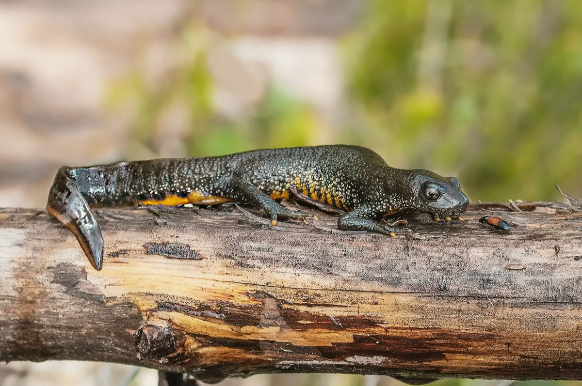 Тритон на охоте.