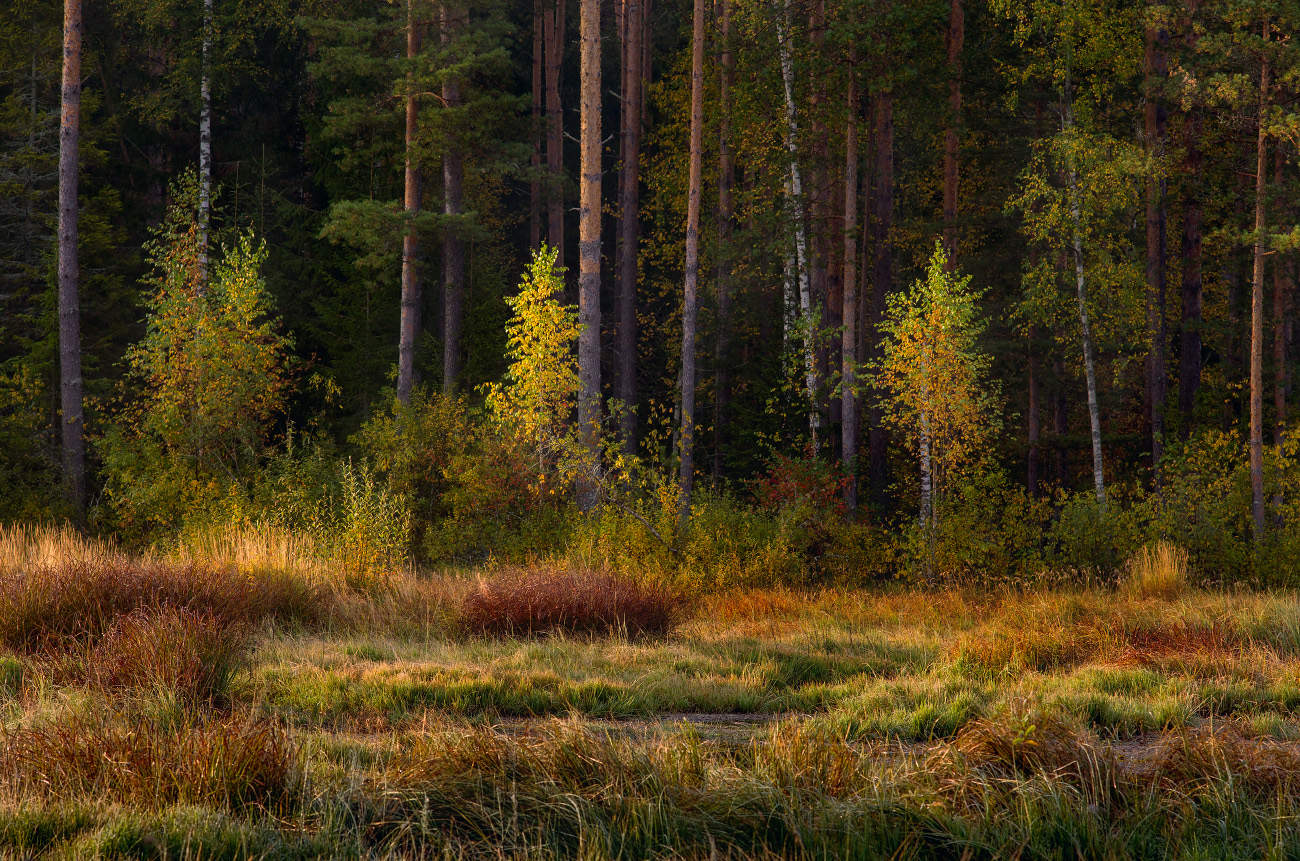 В утренних лучах