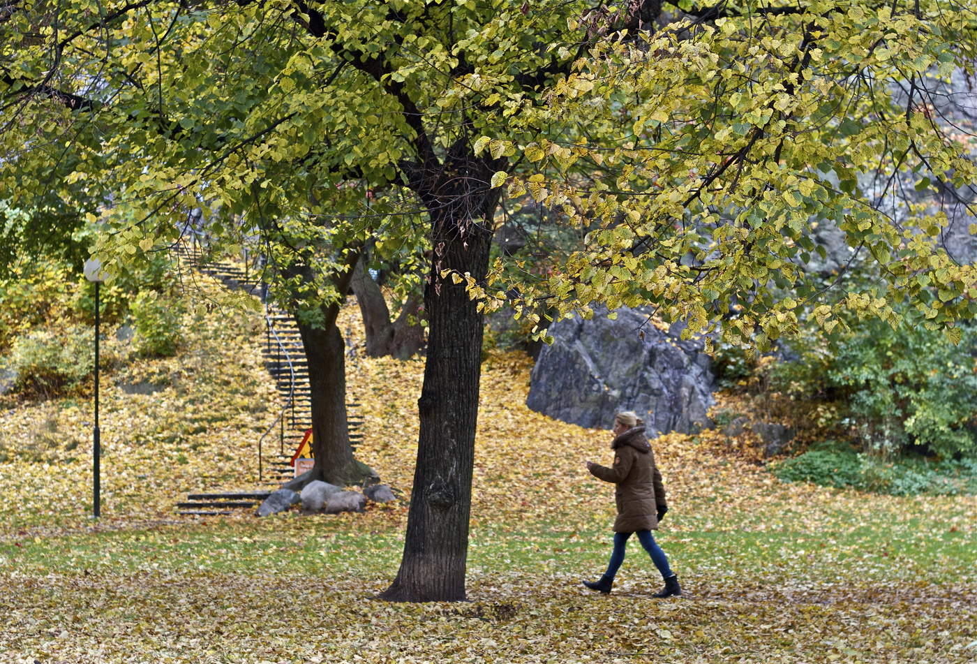 Осеннелиственное