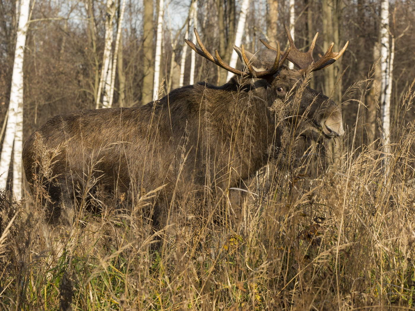 Настороженность.