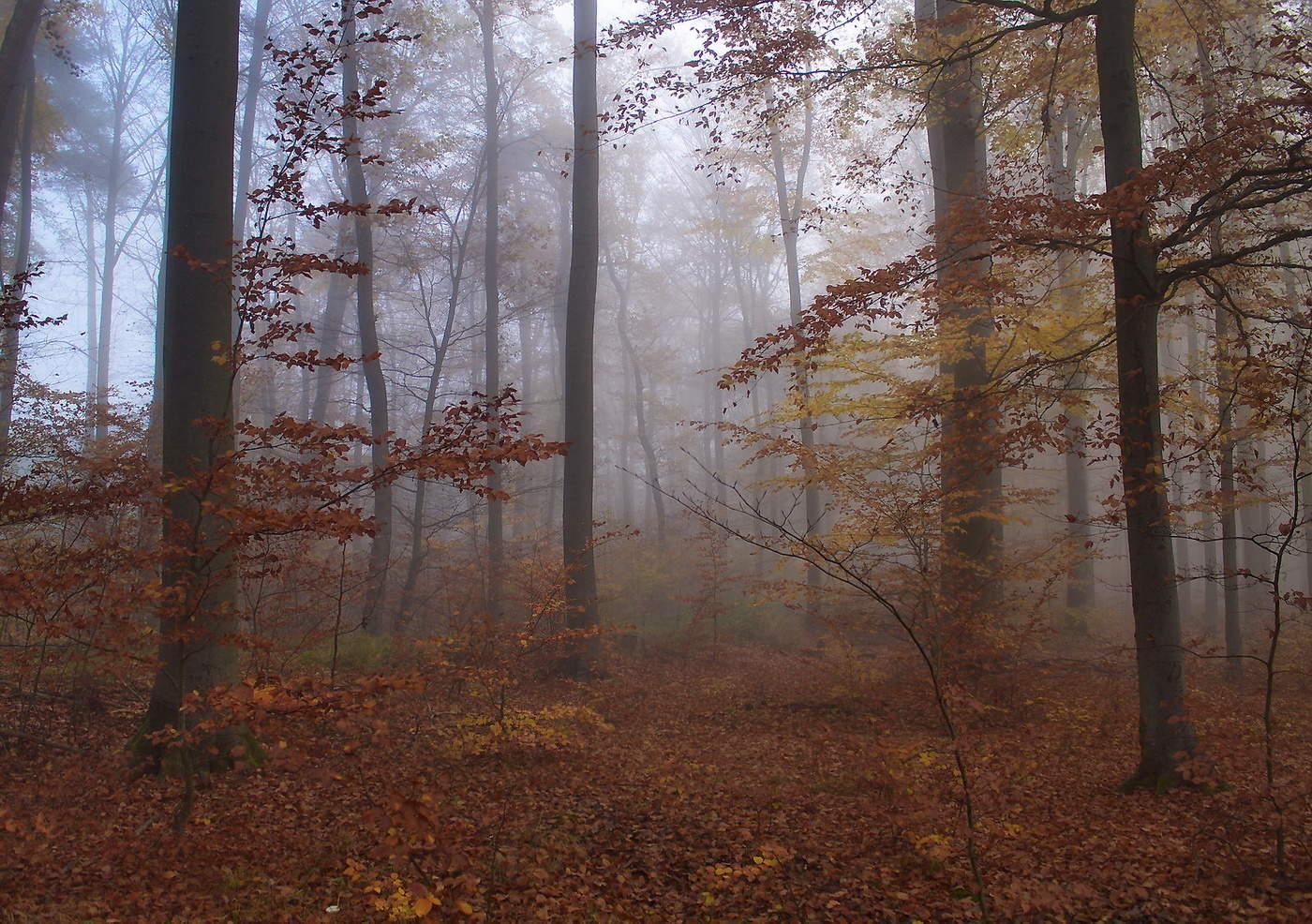 Misty Herbst