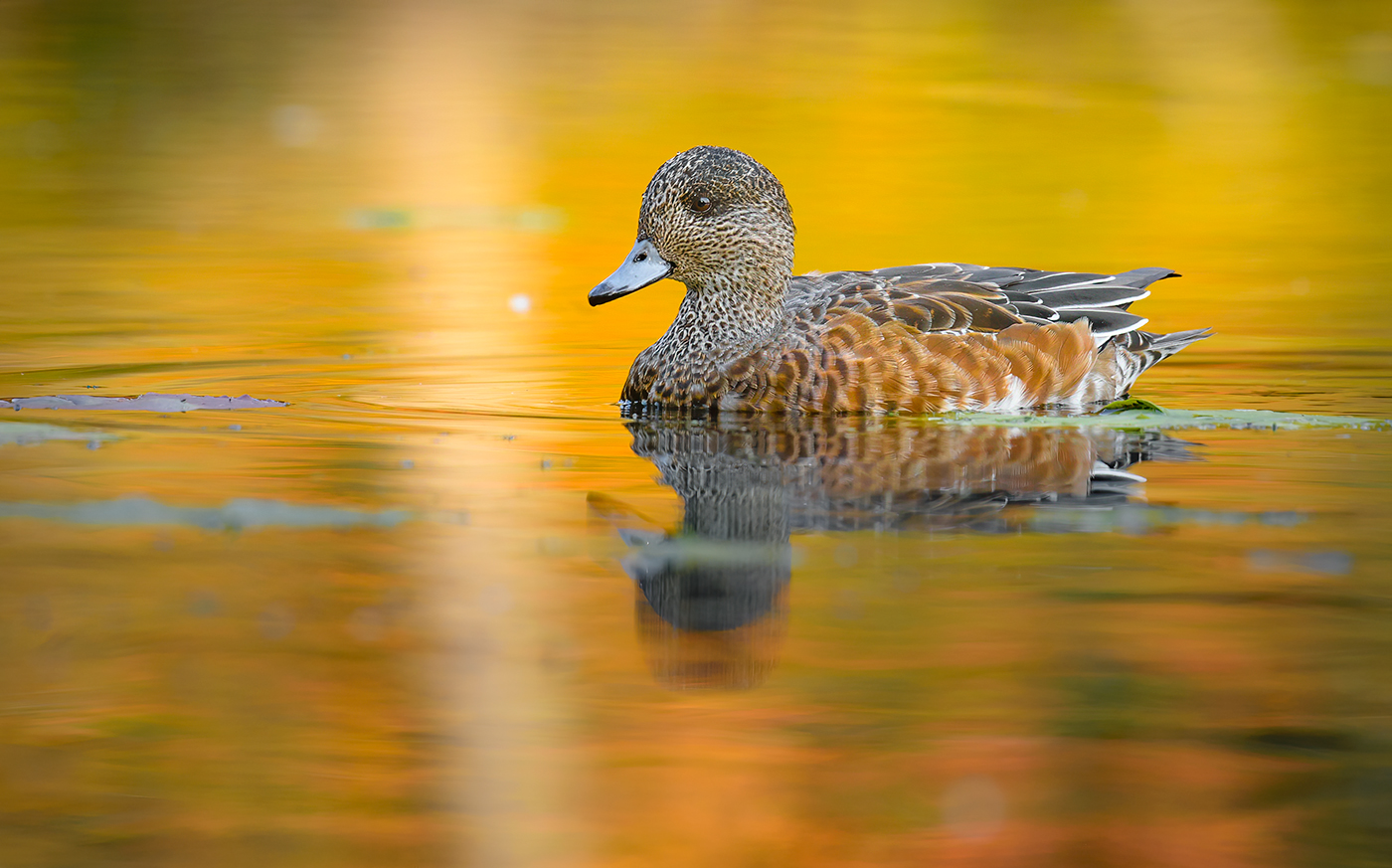American Wigeon (female) ~ Fall migration 2020
