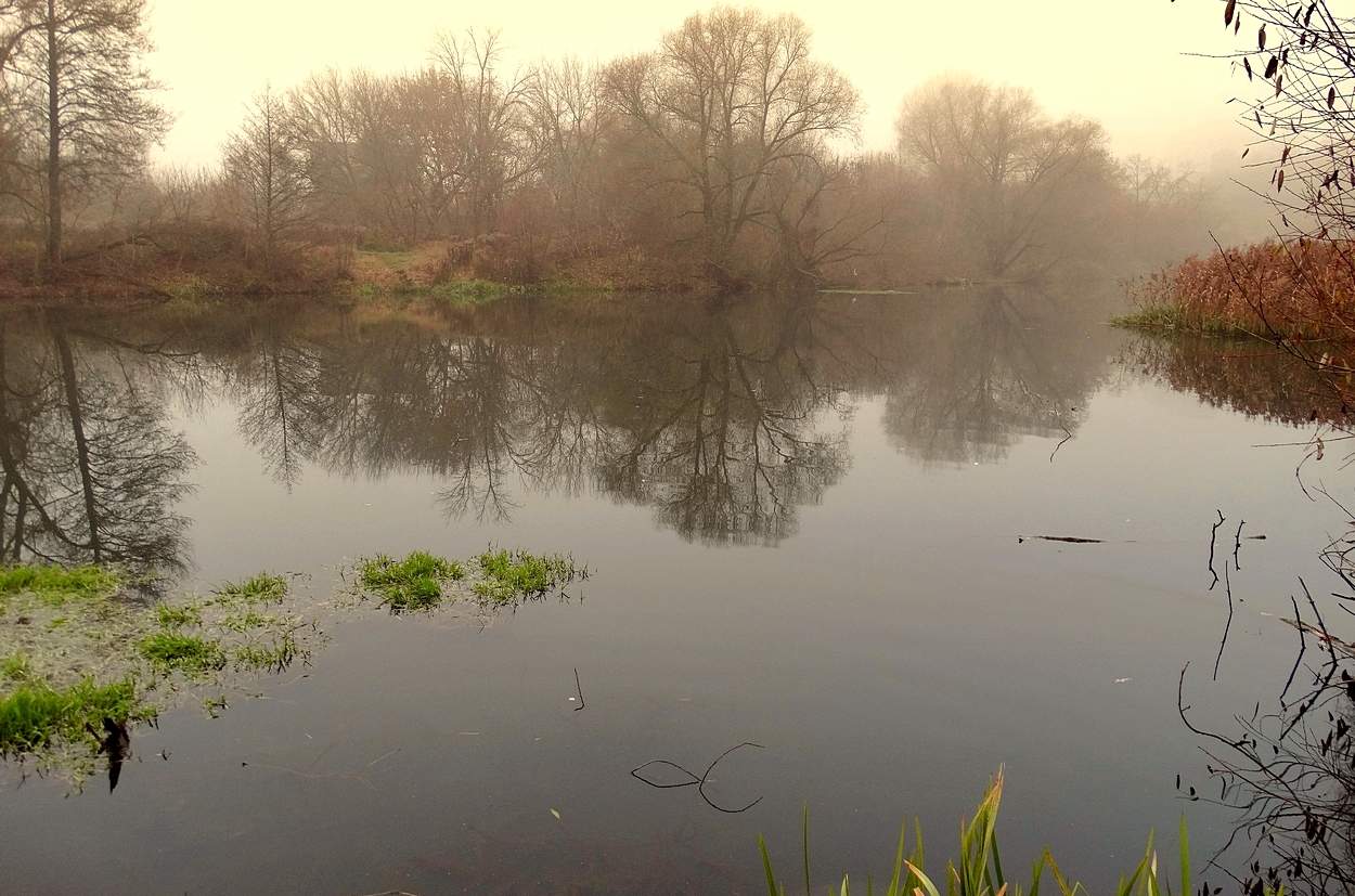 Туман на том берегу
