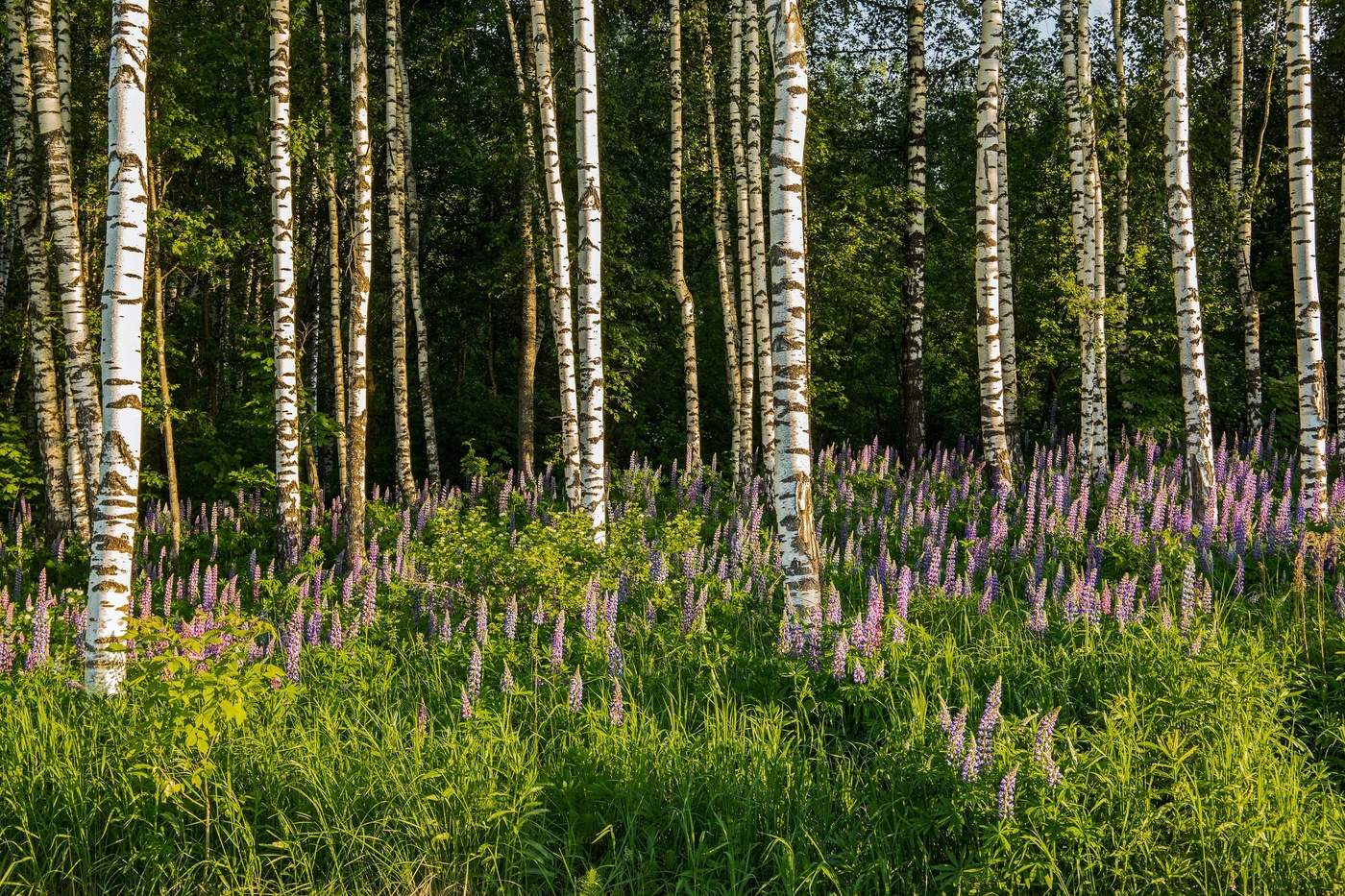 Люпины в березовой роще