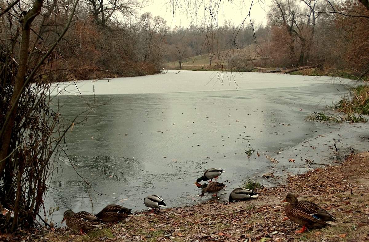 В ледовом плену